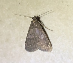 Hydrillodes lentalis