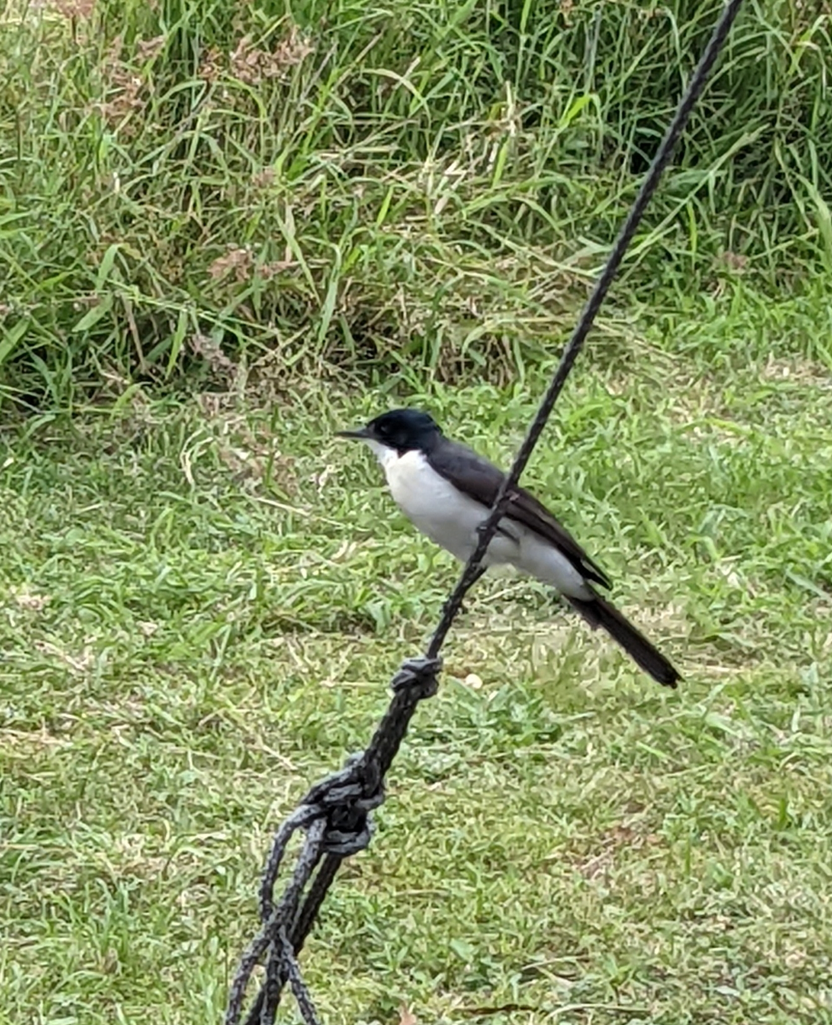Restless Flycatcher illustration