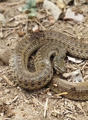 Thamnophis validus