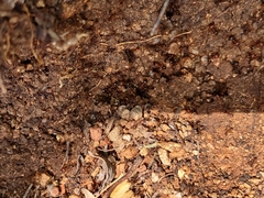 Pheidole obtusospinosa