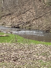 Lophodytes cucullatus