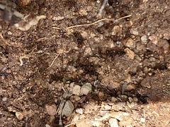 Pheidole obtusospinosa