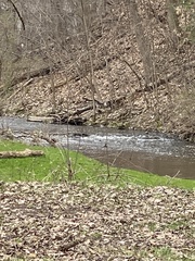 Lophodytes cucullatus