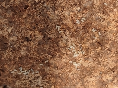 Pheidole obtusospinosa
