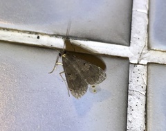 Hydrillodes lentalis