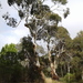 Eucalyptus leucoxylon leucoxylon - Photo (c) David Spencer Muirhead,  זכויות יוצרים חלקיות (CC BY-NC), הועלה על ידי David Spencer Muirhead