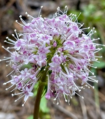 Valeriana arizonica