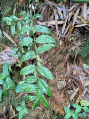 Coptosapelta diffusa