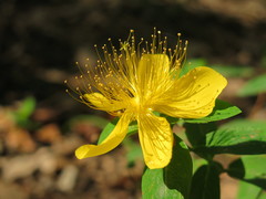 Hypericum patulum