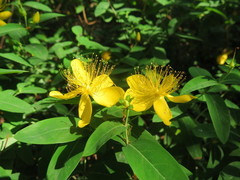 Hypericum patulum