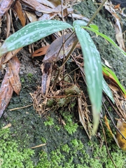 Polygonatum filipes