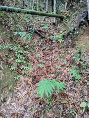Polygonatum filipes