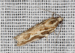 Technitis cataractis