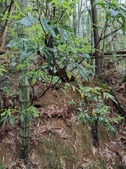 Pittosporum illicioides