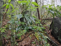 Pittosporum illicioides