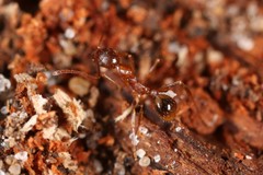 Aphaenogaster fulva