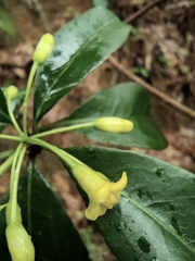 Pittosporum illicioides