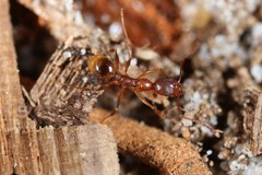 Aphaenogaster fulva