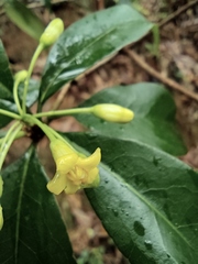 Pittosporum illicioides