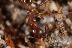 Aphaenogaster fulva