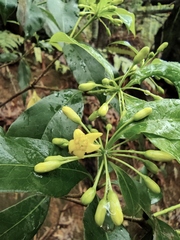 Pittosporum illicioides