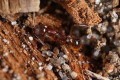 Aphaenogaster fulva