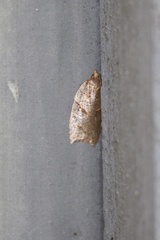 Acleris maccana