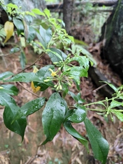Pittosporum illicioides