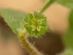 Thyrocarpus glochidiatus