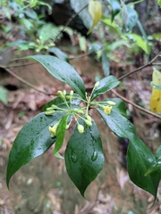 Pittosporum illicioides