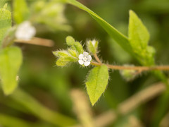 Thyrocarpus glochidiatus