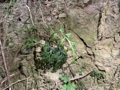 Asplenium ritoense