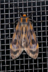 Eucereon phaeoprocta