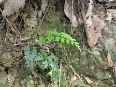 Asplenium ritoense