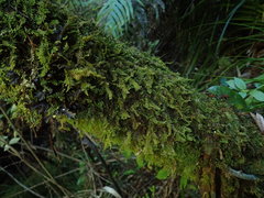 Lepidolaena taylorii