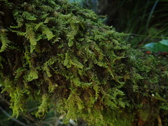 Lepidolaena taylorii