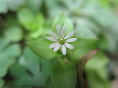 Stellaria neglecta