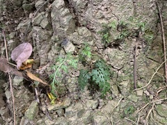 Asplenium ritoense