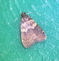 Hydrillodes nilgirialis