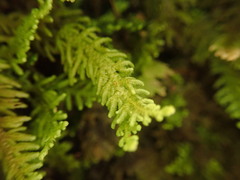 Lepidolaena taylorii