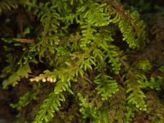 Lepidolaena taylorii