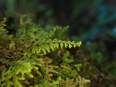 Lepidolaena taylorii