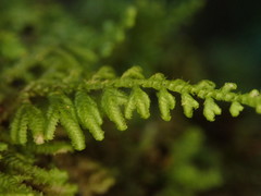 Lepidolaena taylorii