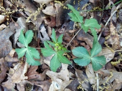 Sanicula smallii