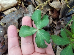 Sanicula smallii