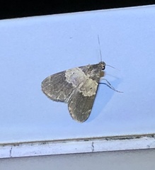 Hydrillodes nilgirialis