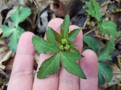 Sanicula smallii
