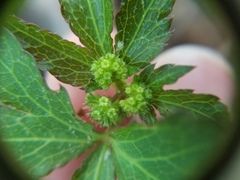 Sanicula smallii