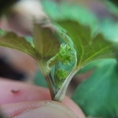 Sanicula smallii