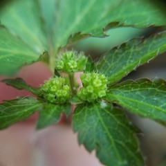 Sanicula smallii